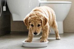 How to potty train your puppy