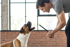 How to train your dog to stop barking excessively