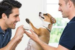 How to understand your dog’s body languag