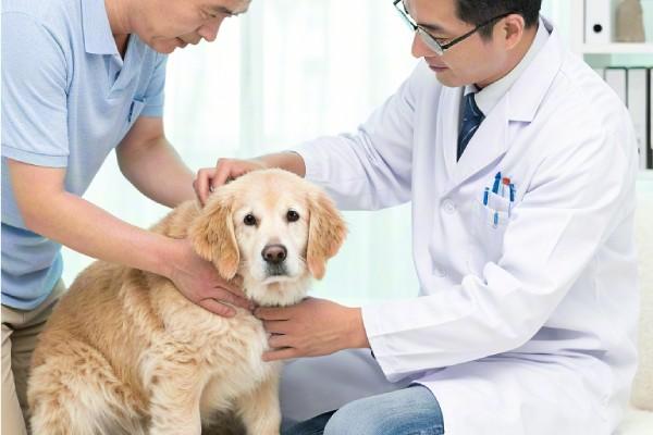 How can I tell if my pet is overweight?