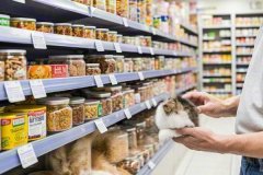 How to choose a balanced diet for your cat