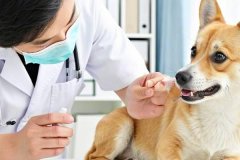 How to treat and prevent flea infestations