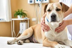 How to deal with arthritis in senior dogs