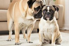 How to prevent obesity in pets
