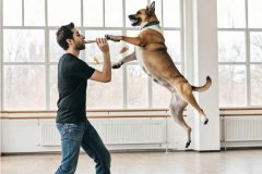 How to train your dog to do tricks