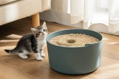 How to train your cat to use a litter box