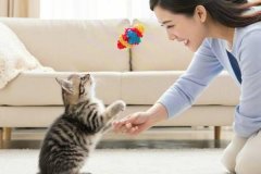 Teaching your cat to play fetch