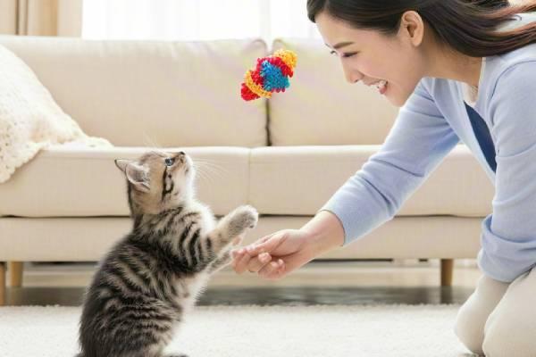 Teaching your cat to play fetch