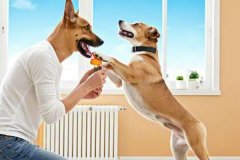 How to handle separation anxiety in dogs