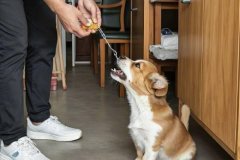 How to stop your dog from chewing furniture