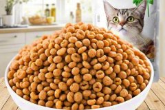 Wet vs dry food for cats: What’s the best choice?