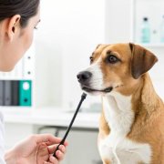 How often should I take my dog to the vet?