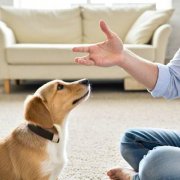 How do I teach my dog to sit?