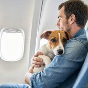 How to fly with a pet safely